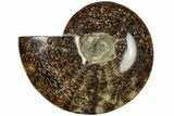 Polished Ammonite (Cleoniceras) Fossil - Madagascar #205127-1